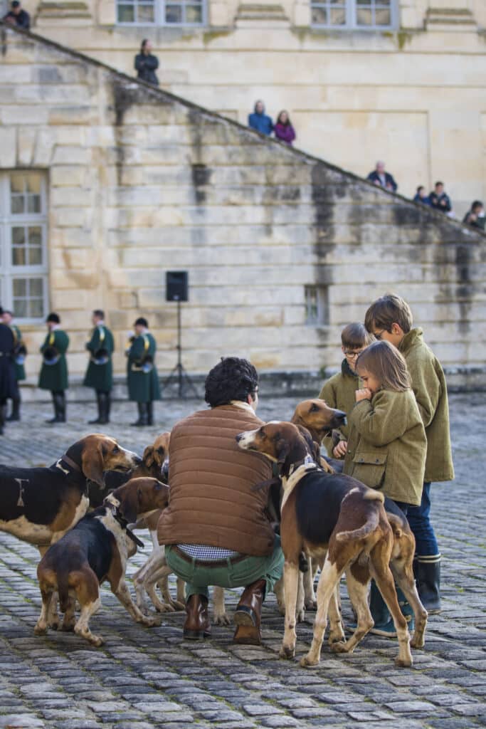 Les chiens lors du spectacle de la Saint-Hubert