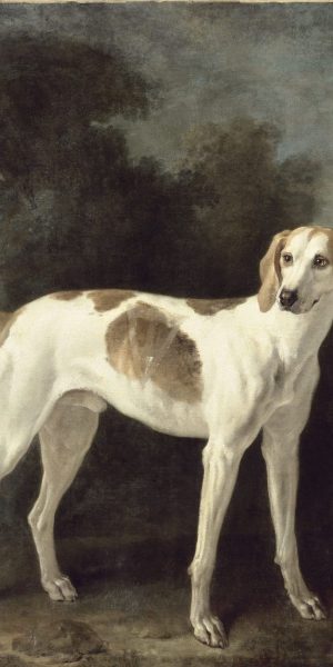 Exposition Cave Canem ! Jean-Baptiste Oudry et les chiens de Louix XV. Polydore